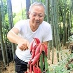 真っ赤な実がなる「ツチアケビ」。檜本光義さんが支柱を立てて見守る＝市川町