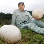 藤尾伸二さんが発見したオニフスベ＝朝来市山東町早田