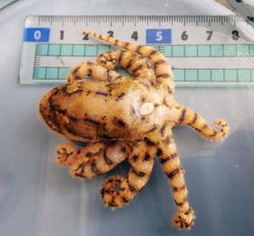 絶対触らないで 猛毒のヒョウモンダコ、瀬戸内海で発見相次ぐ|記