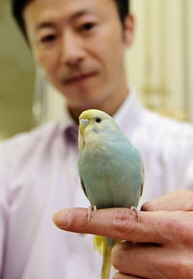 電車旅の末、ＪＲ三ノ宮駅で保護されたセキセイインコ＝葺合署