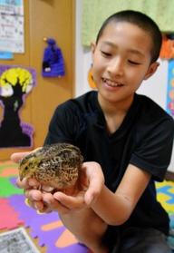 白根瑠久君の手に乗るウズラのひな＝姫路市飾磨区阿成鹿古