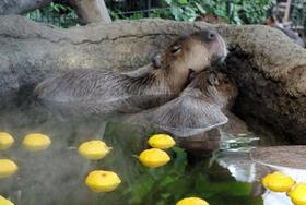 気持ちよさそうにゆず湯に漬かるカピバラ＝神戸市中央区港島南町７