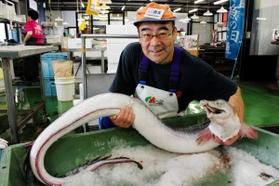 香住漁港西港で水揚げされた巨大ハモ＝かに市場