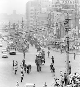 神戸の中心街を行進する１６頭のゾウ＝１９７０年８月３日、神戸・三宮