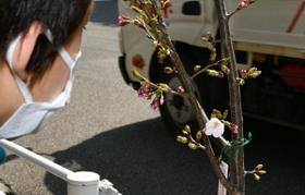 見込みより１年早く花を付けた桜を見つめる男児＝神戸市灘区曽和町２