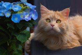 猫とアジサイ（rhoenes/stock.adobe.com）