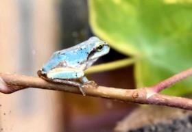 ターコイズブルーの美しい色をしたアマガエル＝豊岡市