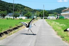 車で走行中、目の前に飛び出してきたコウノトリ。停車すると横断していった＝豊岡市出石町鳥居（撮影・阿部江利）