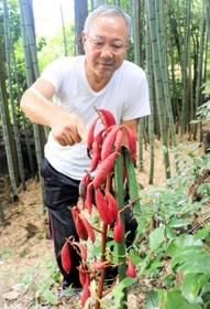 真っ赤な実がなる「ツチアケビ」。檜本光義さんが支柱を立てて見守る＝市川町