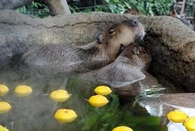 気持ちよさそうにゆず湯に漬かるカピバラ＝神戸市中央区港島南町７