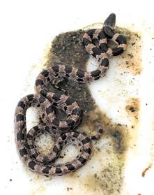 姫路市香寺町の民家敷地内で見つかったシロマダラ（廣瀬さん提供）