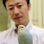電車旅の末、ＪＲ三ノ宮駅で保護されたセキセイインコ＝葺合署