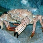日本では知名度の低い“本家”マツバガニ（高知県立足摺海洋館提供）