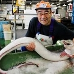 香住漁港西港で水揚げされた巨大ハモ＝かに市場