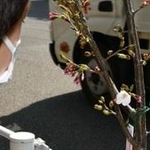 見込みより１年早く花を付けた桜を見つめる男児＝神戸市灘区曽和町２
