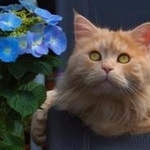猫とアジサイ（rhoenes/stock.adobe.com）