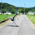 車で走行中、目の前に飛び出してきたコウノトリ。停車すると横断していった＝豊岡市出石町鳥居（撮影・阿部江利）