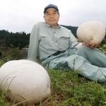 藤尾伸二さんが発見したオニフスベ＝朝来市山東町早田