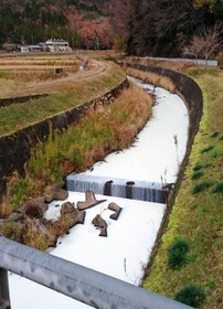 生乳が流れ込み、白く染まった藤坂川＝６日午前、丹波篠山市藤坂（丹波篠山市提供）