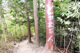 登山道のヒノキに「とっちゃん」と書かれた落書き＝２２日午後０時３７分、三田市立有馬富士森林公園