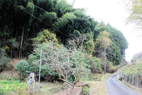 男性がイノシシに襲われたとみられる現場周辺＝姫路市安富町三森