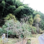 男性がイノシシに襲われたとみられる現場周辺＝姫路市安富町三森