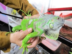 捕獲されたイグアナ（兵庫県警提供）