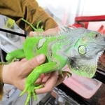 捕獲されたイグアナ（兵庫県警提供）