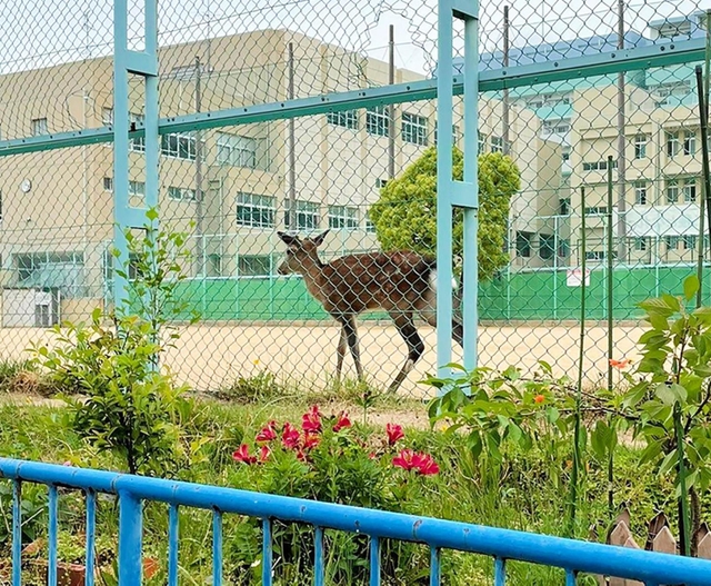 神戸市灘区の烏帽子公園に出没したシカ＝１２日午前（読者提供）