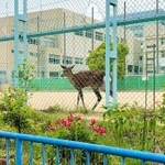 神戸市灘区の烏帽子公園に出没したシカ＝１２日午前（読者提供）