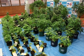 押収された大量の大麻草＝１日午後、生田署