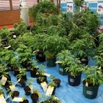 押収された大量の大麻草＝１日午後、生田署