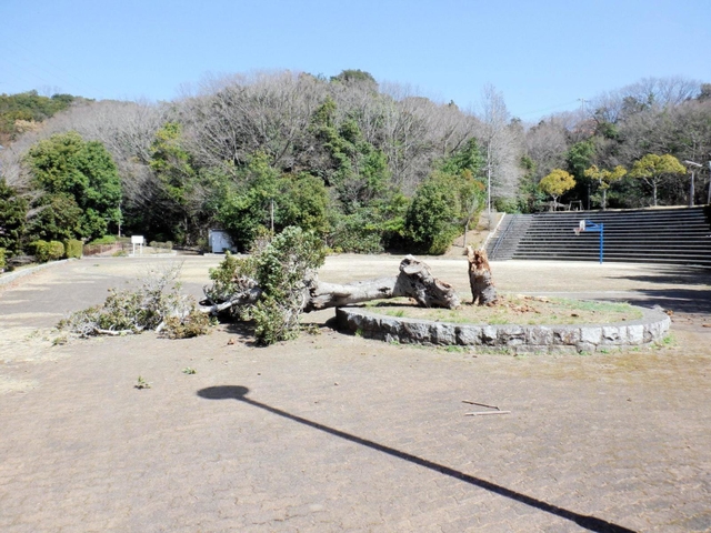 倒れた木＝神戸市垂水区名谷町、高曽公園（神戸市提供）