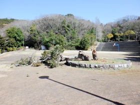 倒れた木＝神戸市垂水区名谷町、高曽公園（神戸市提供）