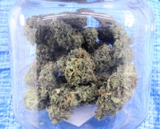 押収した乾燥大麻（兵庫県警提供）