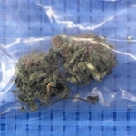 押収した乾燥大麻（兵庫県警提供）
