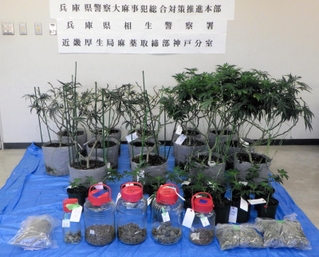 兵庫県警などが押収した大麻（県警提供）