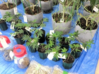 兵庫県警などが押収した大麻（県警提供）