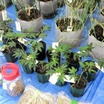 兵庫県警などが押収した大麻（県警提供）
