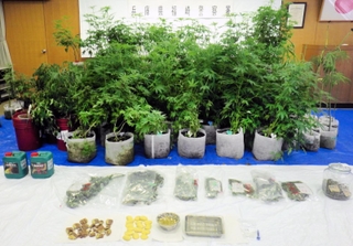 兵庫県警が押収した大麻草など（県警提供）