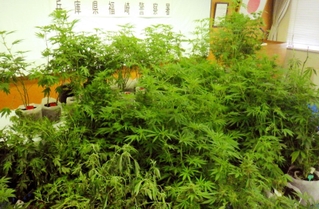 兵庫県警が押収した大麻草（県警提供）