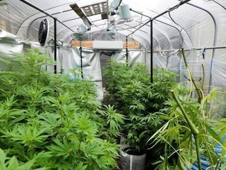 ビニールハウスで栽培されていた大麻草（兵庫県警提供）