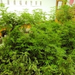 兵庫県警が押収した大麻草（県警提供）