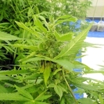 押収した大麻草の穂（兵庫県警提供）