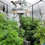 ビニールハウスで栽培されていた大麻草（兵庫県警提供）