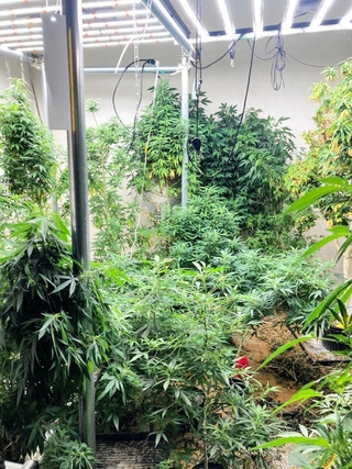 大麻草が栽培されていた姫路市内のマンションの一室（兵庫県警提供）