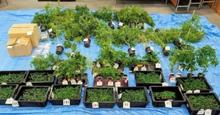 姫路市内のマンションなどから押収された大麻草（兵庫県警提供）