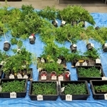 姫路市内のマンションなどから押収された大麻草（兵庫県警提供）