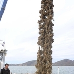 養殖いかだから水揚げされるカキ＝２０２２年、相生湾沖
