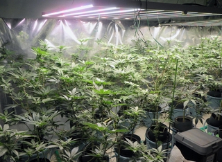 逮捕したグループが栽培していた疑いのある大量の大麻＝２０２４年９月、兵庫県警提供